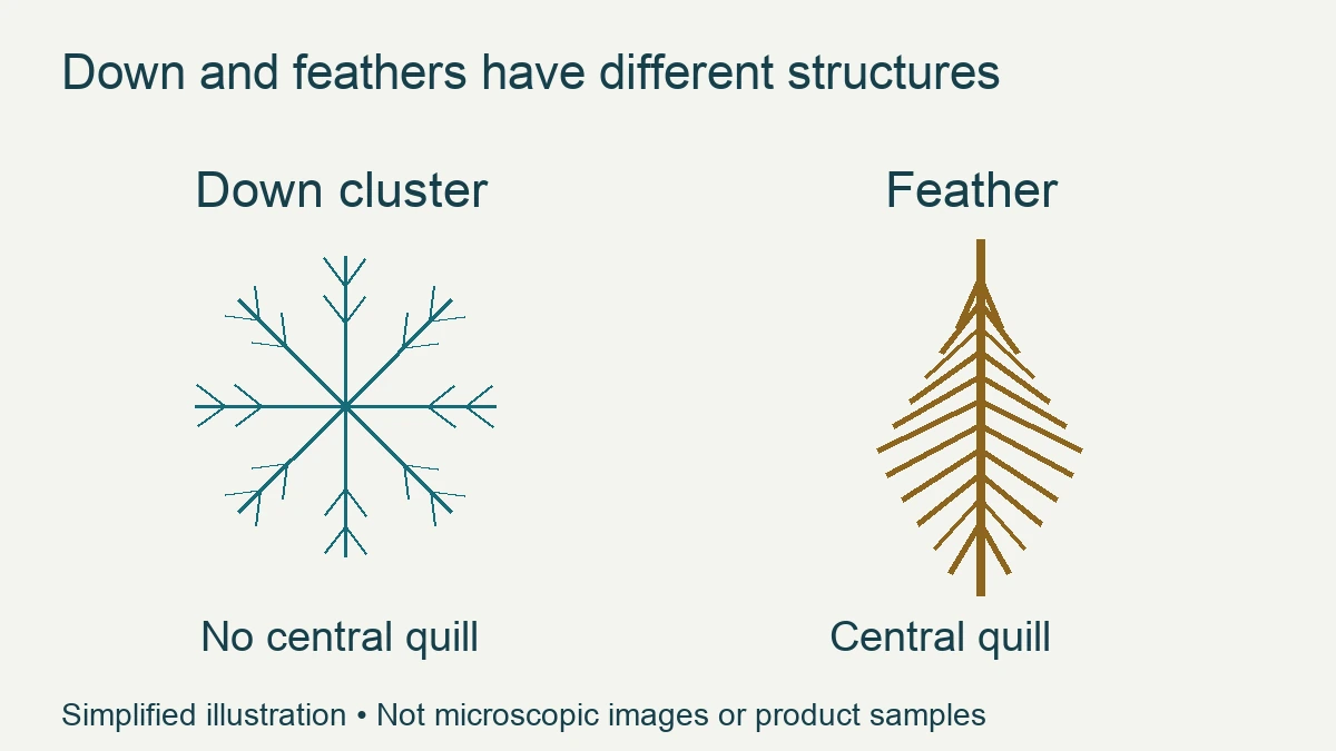 Simplified down cluster without a central quill beside a feather with a central quill.
